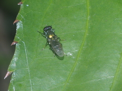 Prosopochrysa vitripennis