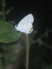 Everes lacturnus