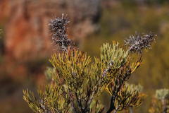 Paranomus bracteolaris