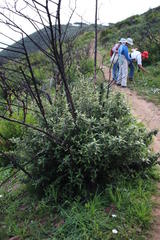 Tarchonanthus littoralis