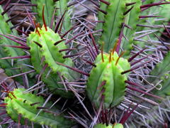 Euphorbia heptagona