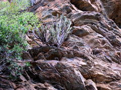 Euphorbia heptagona