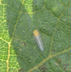 Cicadulina bipunctata