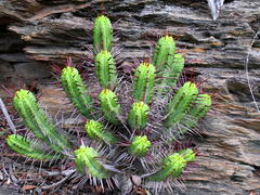 Euphorbia heptagona