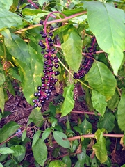 Phytolacca americana