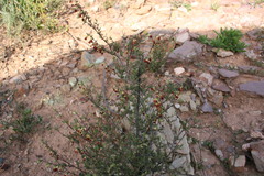 Hermannia diversistipula