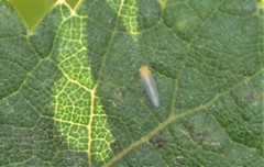 Cicadulina bipunctata