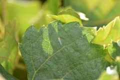 Cicadulina bipunctata