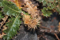 Berkheya dregei