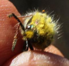Julodis