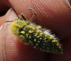 Julodis