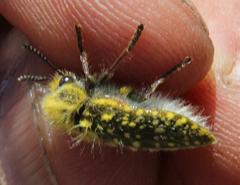 Julodis