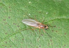 Lonchoptera bifurcata