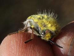 Julodis