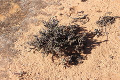 Pelargonium alternans