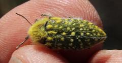 Julodis