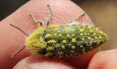 Julodis