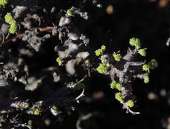 Pelargonium alternans