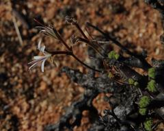 Pelargonium alternans