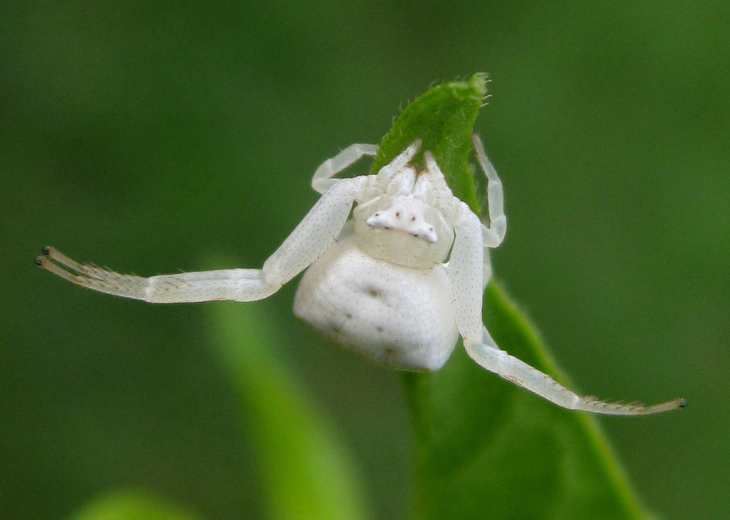 Thomisus kalaharinus