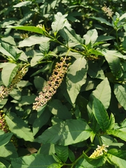 Phytolacca americana