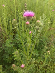 Carduus acanthoides