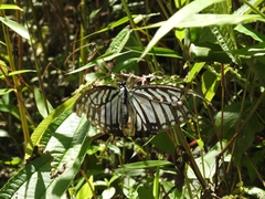 Graphium xenocles
