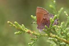 Callophrys henrici