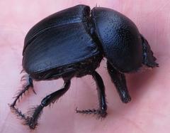 Scarabaeus bornemisszai