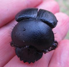 Scarabaeus bornemisszai