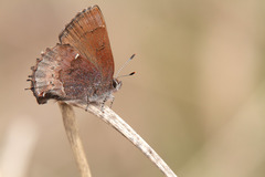 Callophrys henrici