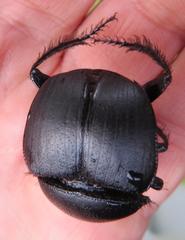 Scarabaeus bornemisszai