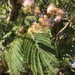 photo of Persian Silk Tree (Albizia julibrissin)