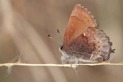 Callophrys henrici