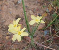 Moraea umbellata