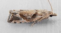 Pelochrista corosana