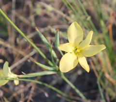 Moraea umbellata