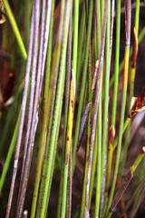 Hypodiscus alboaristatus