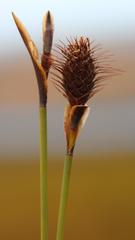 Hypodiscus alboaristatus