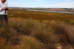 Hypodiscus alboaristatus