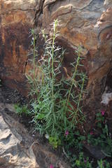 Misopates orontium orontium
