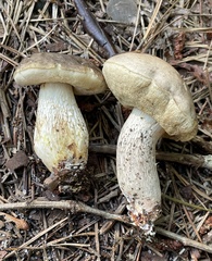 Retiboletus vinaceipes