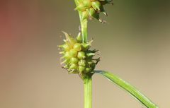 Carex viridula viridula
