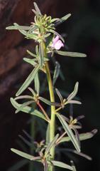 Misopates orontium orontium