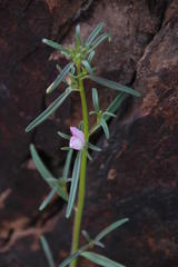 Misopates orontium orontium