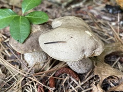 Retiboletus vinaceipes