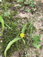 Pauridia maximiliani