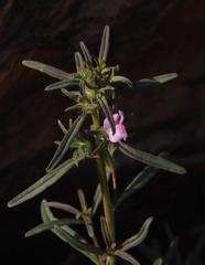 Misopates orontium orontium