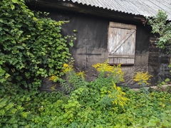 Solidago canadensis
