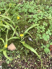 Pauridia maximiliani